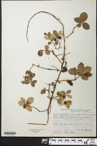 Gaultheria procumbens image