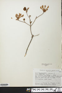 Rhododendron periclymenoides image