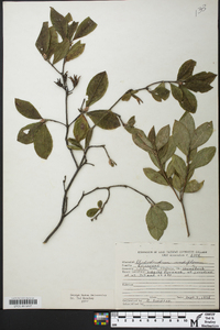 Rhododendron periclymenoides image