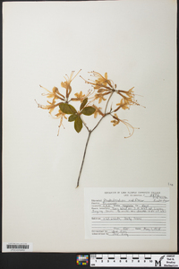 Rhododendron periclymenoides image