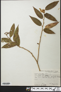 Leucothoe fontanesiana image