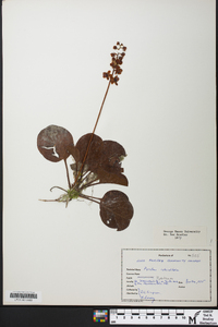 Pyrola americana image