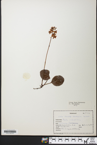 Pyrola americana image