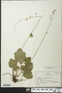 Heuchera americana image