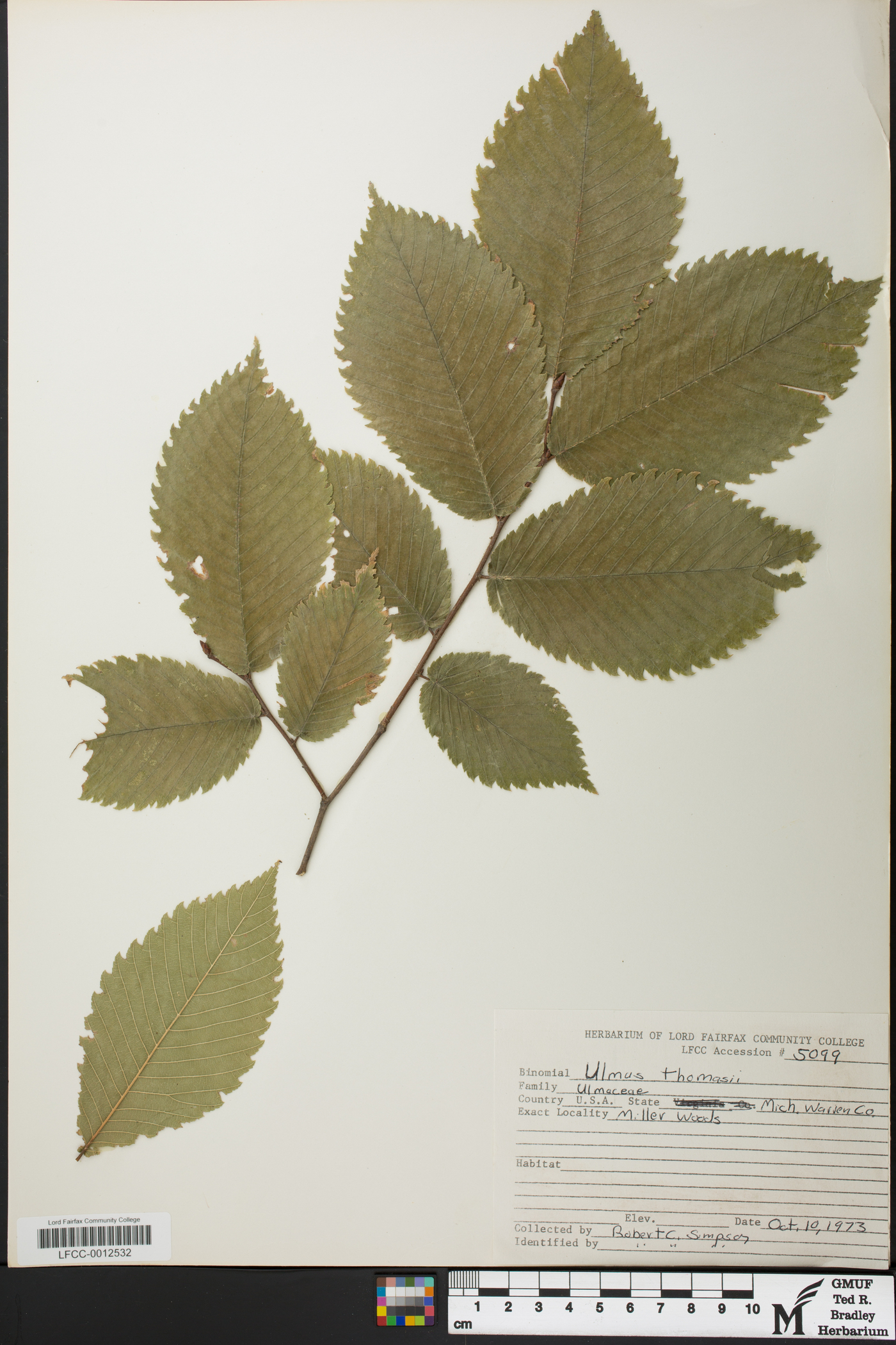 Ulmus thomasii image