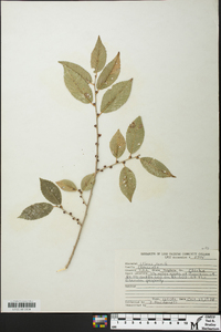 Ulmus pumila image