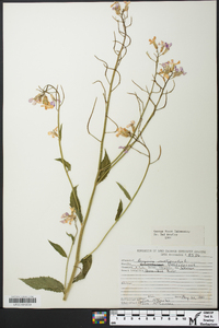 Hesperis matronalis image