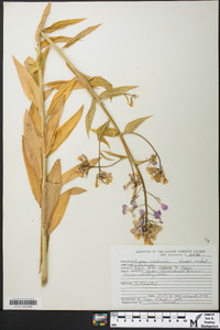 Hesperis matronalis image