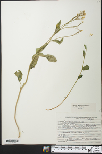 Cardamine bulbosa image