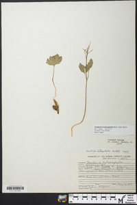 Cardamine angustata image