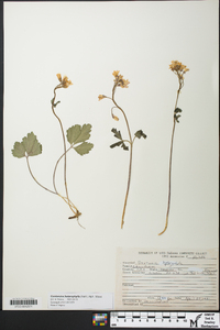 Cardamine angustata image