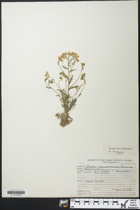 Draba ramosissima image