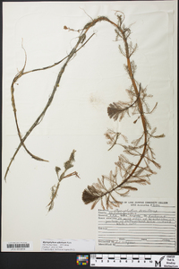 Myriophyllum sibiricum image