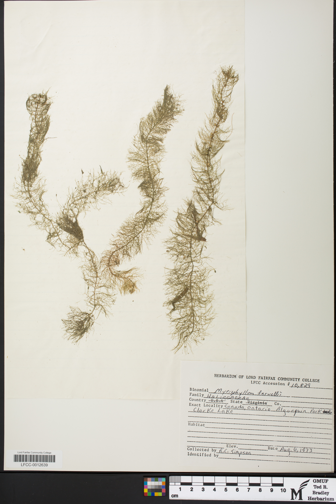 Myriophyllum farwellii image