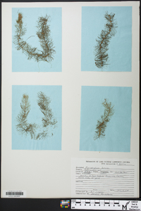 Myriophyllum farwellii image