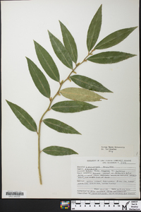 Leucothoe axillaris image