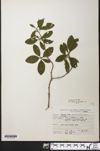 Rhododendron pilosum image