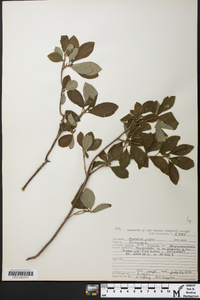 Rhododendron pilosum image