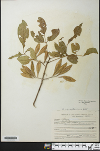 Fraxinus caroliniana image