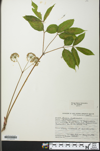 Aralia nudicaulis image