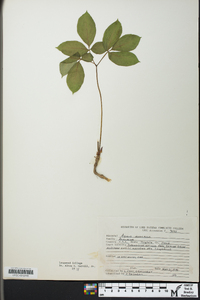 Aralia nudicaulis image