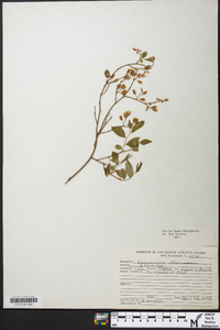 Vaccinium fuscatum image