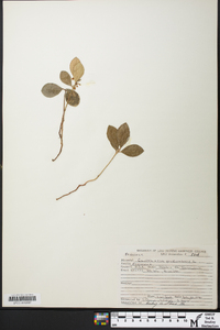 Gaultheria procumbens image