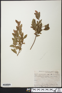 Vaccinium angustifolium image