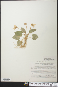 Viola hirsutula image