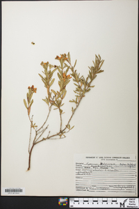 Hypericum kalmianum image