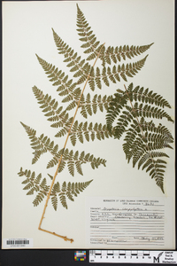 Dryopteris campyloptera image