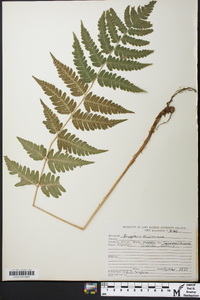 Dryopteris clintoniana image