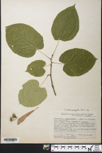 Tilia heterophylla image