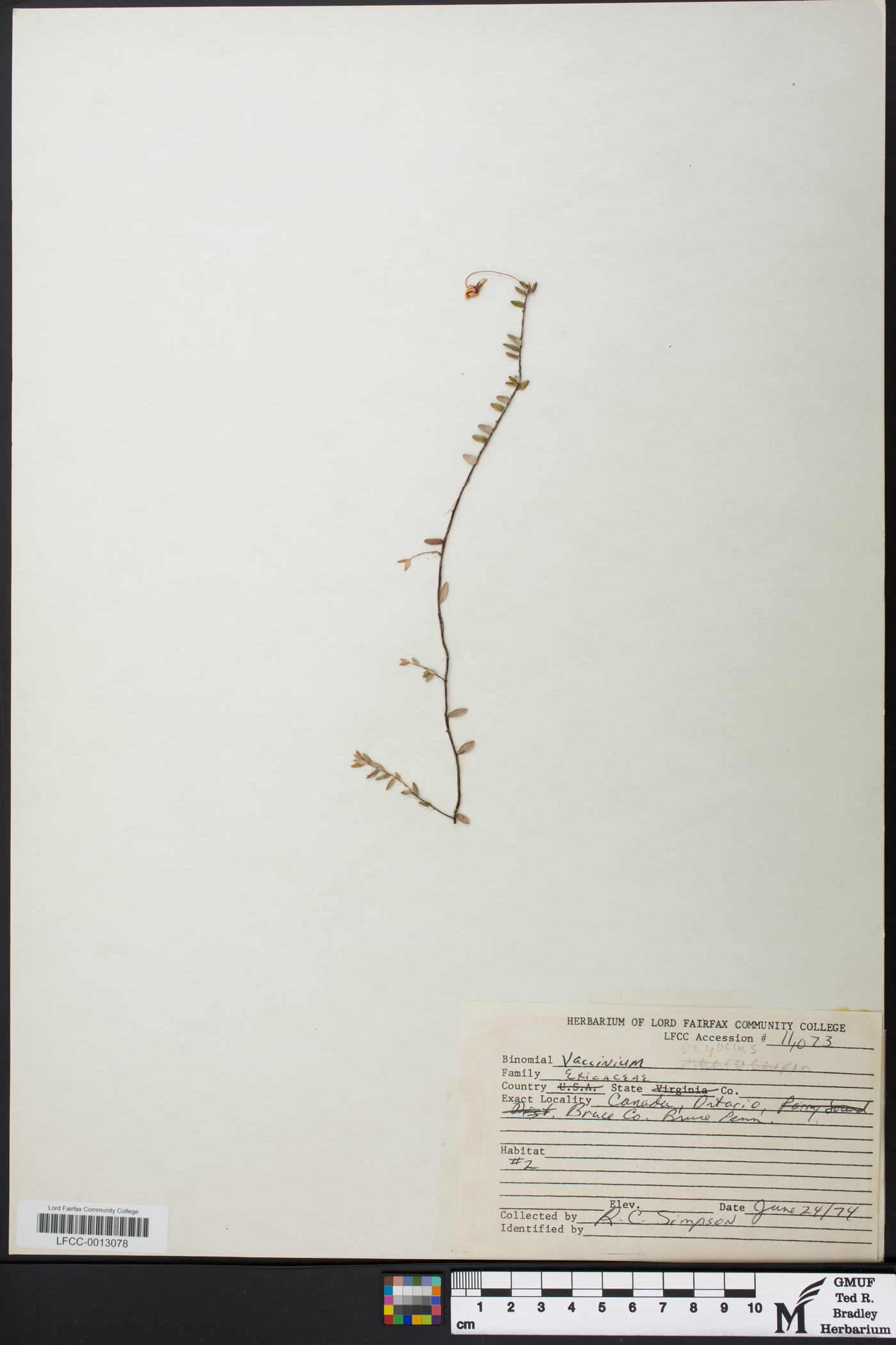 Vaccinium oxycoccos image