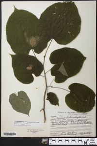 Tilia americana var. heterophylla image