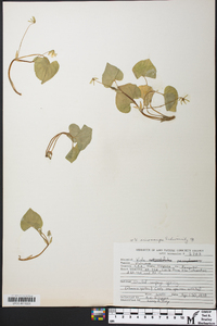 Viola pensylvanica image