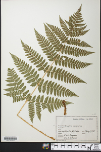 Dryopteris campyloptera image