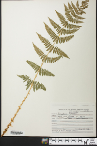 Dryopteris × triploidea image