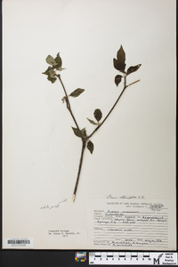 Cornus alternifolia image