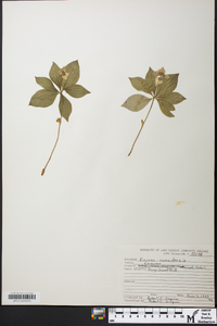 Cornus canadensis image