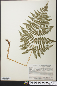 Dryopteris campyloptera image