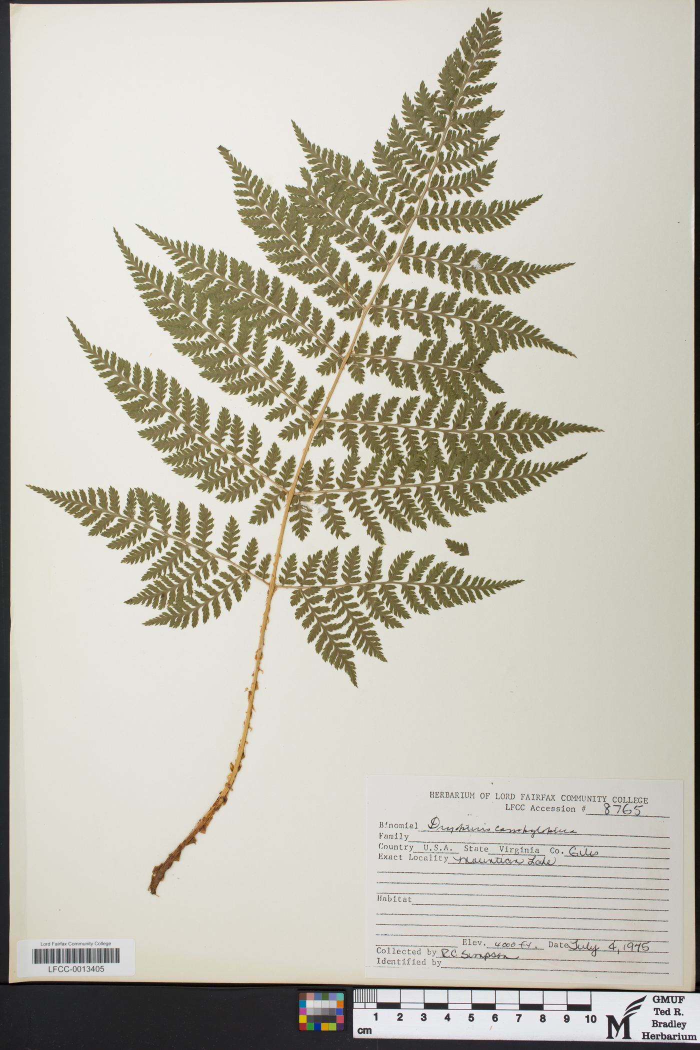 Dryopteris campyloptera image