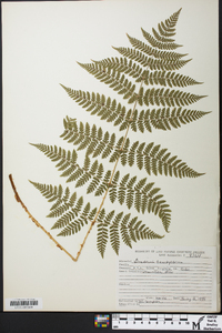 Dryopteris campyloptera image