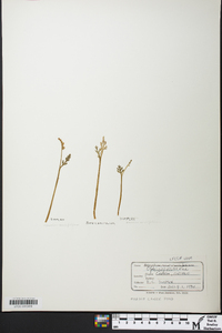 Botrychium matricariifolium image