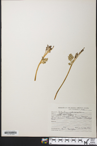 Botrychium matricariifolium image