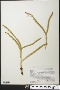 Lycopodiella alopecuroides image