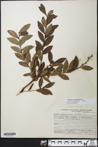 Vaccinium angustifolium image