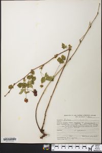 Rubus occidentalis image