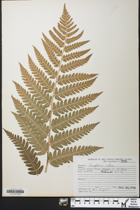 Dryopteris celsa image