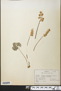 Dicentra cucullaria image